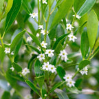 Inkberry Holly Shrub | Ilex Glabra | 40 Live Plants | Cold Hardy | Excellent Border Shrub & Foundation Hedge