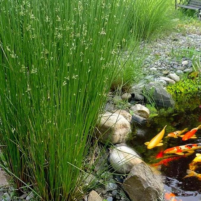 Chalily Soft Rush, a Great Live Pond Plant for Your Water Garden. Filters koi and Goldfish Ponds. Good for Bogs, Plant Shelf or Shallow Water This marginal Aquatic is a Real Beauty
