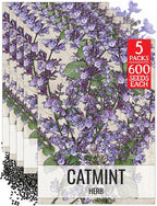 Seed Needs Catmint Seeds for Planting an Indoor/Outdoor Herb Garden - Non-GMO Heirloom & Untreated Herbal Plants - Great for Cats Nepeta mussinii (5 Packs)