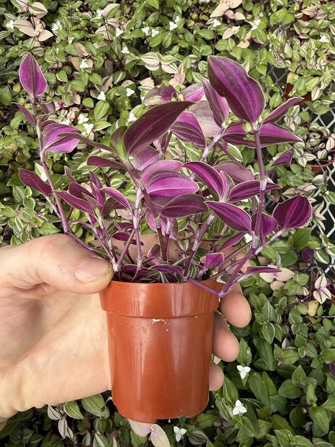 Mundula Lisa - Live Pink Houseplant, Vibrant Pink and Green Variegation. Wandering Jew Perfect for Home Office and Garden