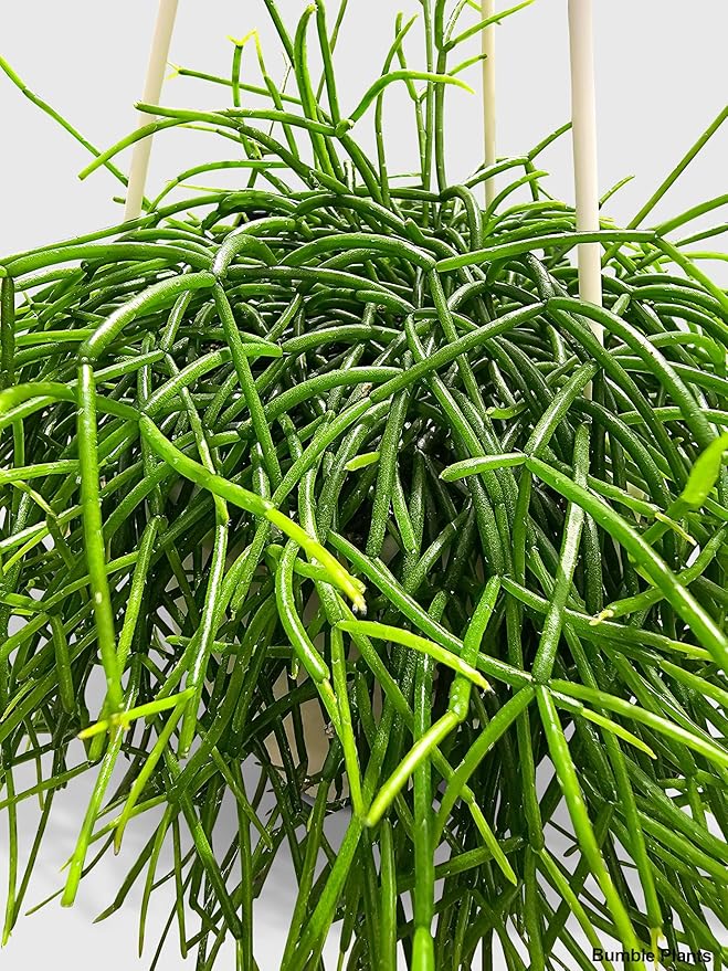 Rhipsalis Cashero Mistletoe Cactus-Large - Live Plant Easy Care, Low Maintenance for Home Decor - Air Purification Houseplant
