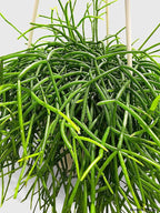Rhipsalis Cashero Mistletoe Cactus-Large - Live Plant Easy Care, Low Maintenance for Home Decor - Air Purification Houseplant