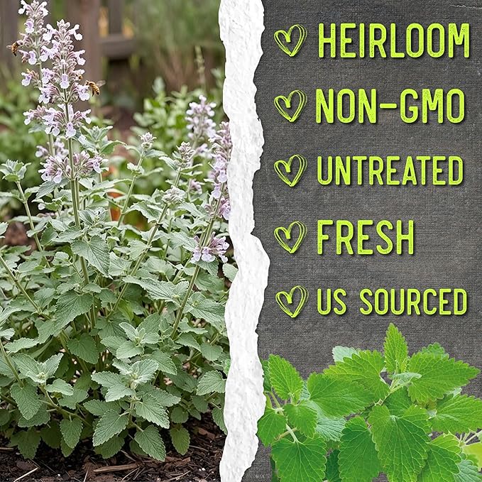 Seed Needs Catnip Seeds for Planting Nepeta cataria - Non-GMO Heirloom & Untreated Herb Seed to Plant & Grow an Outdoor Home Grown Garden (20 Packs)