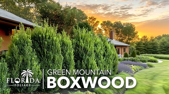 Green Mountain Boxwood | 50 Live Plants | Buxus sempervirens ‘Green Mountain’ | Evergreen Privacy Shrub | Compact Formal Garden Plants