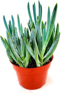 Fat Plants San Diego Succulent Plant(s) Fully Rooted in 4 inch Planter Pots with Soil - Real Live Potted Succulents/Unique Indoor Cactus Decor (1, Senecio mandraliscae aka Blue Chalk Stick)