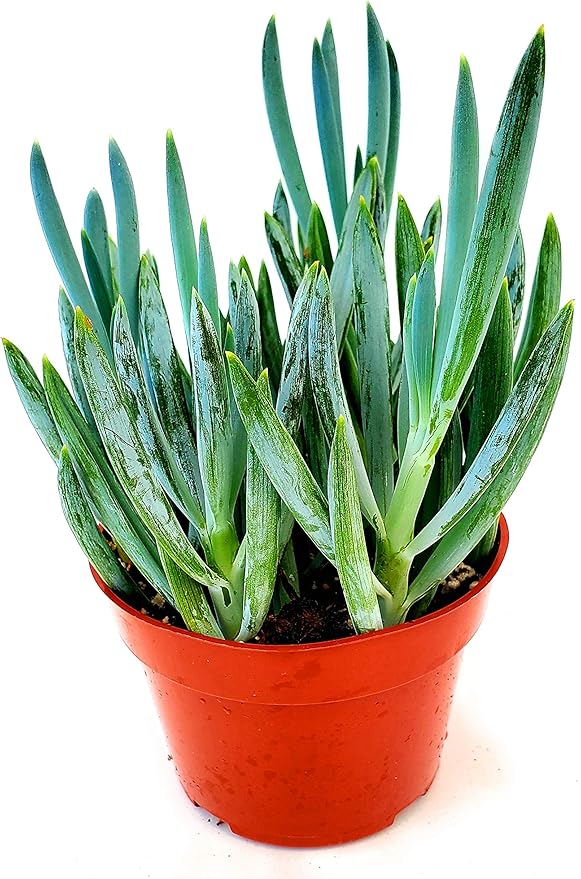 Fat Plants San Diego Succulent Plant(s) Fully Rooted in 4 inch Planter Pots with Soil - Real Live Potted Succulents/Unique Indoor Cactus Decor (1, Senecio mandraliscae aka Blue Chalk Stick)