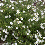Proven Winners Happy Face White Potentilla (Dasiphora fruticosa) Live Plant, 4.5" Qt, 4 Pack
