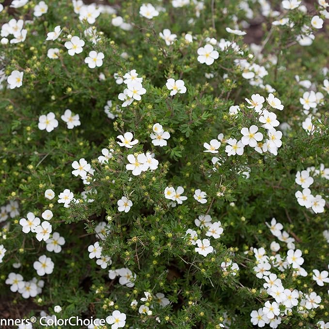 Proven Winners Happy Face White Potentilla (Dasiphora fruticosa) Live Plant, 4.5" Qt, 4 Pack