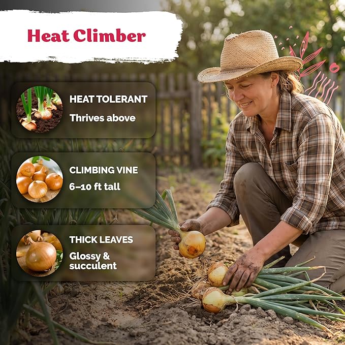 KVITER 250 Texas Early Grano Onion Seeds (Allium Cepa) - Sweet Onions, Short-Day, Non GMO Onion Seed Packets - Heirloom Vegetable Seeds for Outdoors, Vegetable Garden, Kitchen Containers