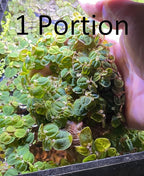 Huge Portion Red Root Floater Plants Lots of Leafs Phyllanthus fluitans Live Floating Aquarium Plant Awesome Aquatic