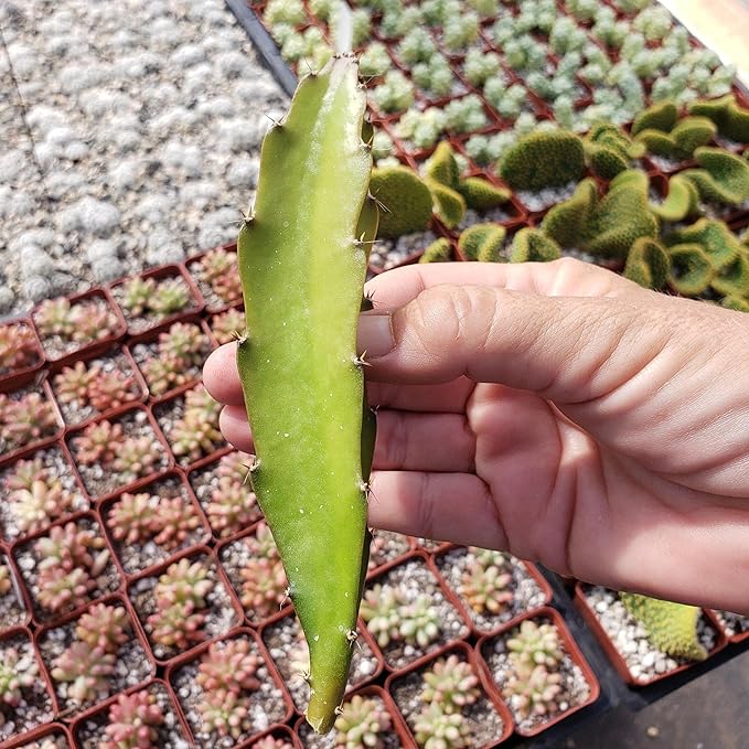 Hylocereus undatus Pitahaya Dragon Fruit Cutting Cacti Cactus Succulent Real Live Plant