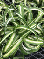 Spider Plant Live houseplant - Bonnie Curly Variety, Air-Purifying, Low Maintenance, Perfect for Home and Office Décor, Chlorophytum comosum, Easy Care Starter Plants