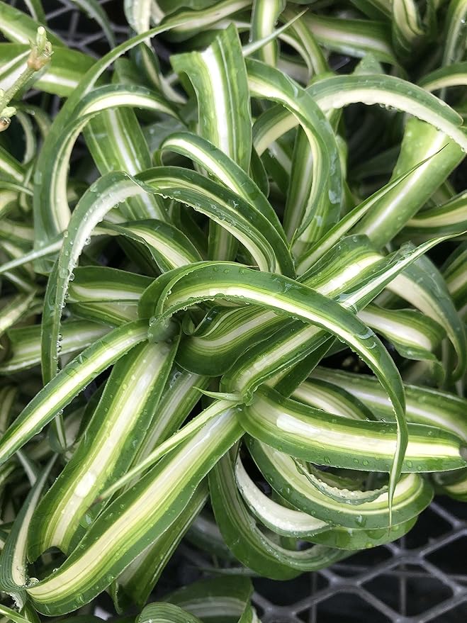 Spider Plant Live houseplant - Bonnie Curly Variety, Air-Purifying, Low Maintenance, Perfect for Home and Office Décor, Chlorophytum comosum, Easy Care Starter Plants