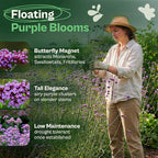 SVI 5500 Purpletop Vervain Seeds (Verbena Bonariensis) - Tall Verbena, Purple Blooms, Pollinator Magnet, Perrenial Seed in Seed Packets - Flower Seeds for Home Garden, Borders, Outdoor Flower Beds