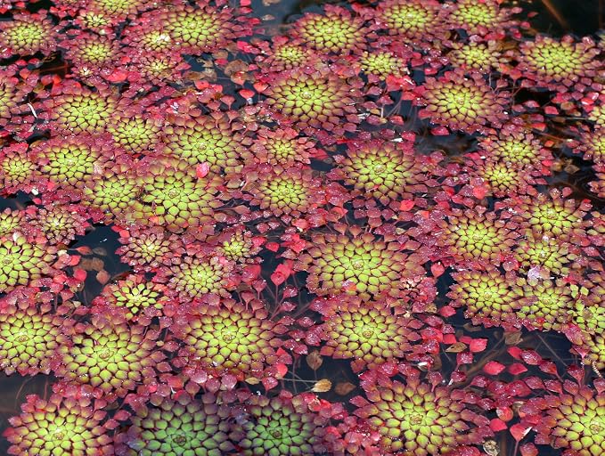Ludwigia Sedioides Live Mosaic Plant for Ponds Aquariums Unique Floating Lily Like Rosette Leaves Aquatic Plant for Water Gardens Aquatic Koi Ponds Aquascaping Yellow Flowering Awesome Aquatic