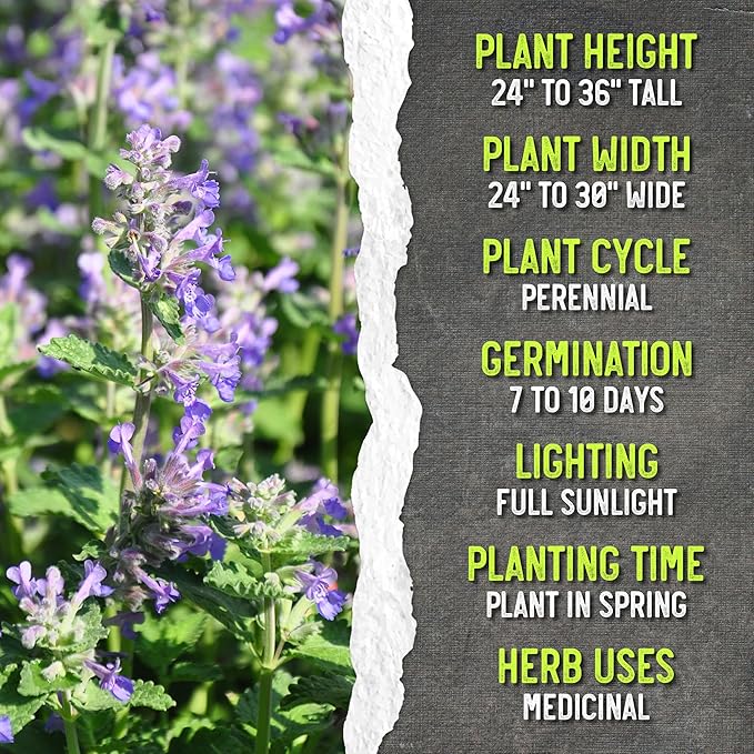 Seed Needs Catmint Seeds for Planting an Indoor/Outdoor Herb Garden - Non-GMO Heirloom & Untreated Herbal Plants - Great for Cats Nepeta mussinii (1 Pack)