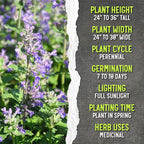 Seed Needs Catmint Seeds for Planting an Indoor/Outdoor Herb Garden - Non-GMO Heirloom & Untreated Herbal Plants - Great for Cats Nepeta mussinii (10 Packs)