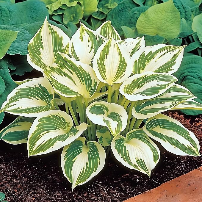 Hosta Seeds for Planting, 297+pcs Rare Perennial Hosta Flower Seeds, Non-GMO Heirloom Long Blooming Plants Shaded Entry Pathway Flowers for Garden Outdoors