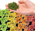SubstrateSource Live Plants - Azolla Caroliniana, Mosquito Fern, Floating Aquarium Plant, Green Floating Plant for Freshwater Aquariums, Ponds - 1 Cup