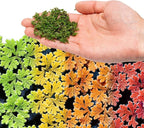 SubstrateSource Live Plants - Azolla Caroliniana, Mosquito Fern, Floating Aquarium Plant, Green Floating Plant for Freshwater Aquariums, Ponds - 1 Cup
