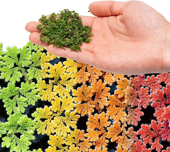 SubstrateSource Live Plants - Azolla Caroliniana, Mosquito Fern, Floating Aquarium Plant, Green Floating Plant for Freshwater Aquariums, Ponds - 1 Cup