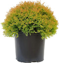Green Promise Farms Thuja OCCIDENTALIS `FIRE Chief` (Globe Arborbitae) Evergreen, #3 Size Container, Orange Foliage