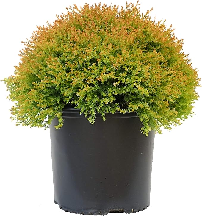 Green Promise Farms Thuja OCCIDENTALIS `FIRE Chief` (Globe Arborbitae) Evergreen, #3 Size Container, Orange Foliage
