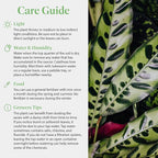 American Plant Exchange Calathea Rattlesnake – 6-Inch with Pot Cover – Live Pet-Friendly Indoor Houseplant with Wavy Green Leaves for Low-Light Homes, Offices, Bedrooms & Shelf Décor