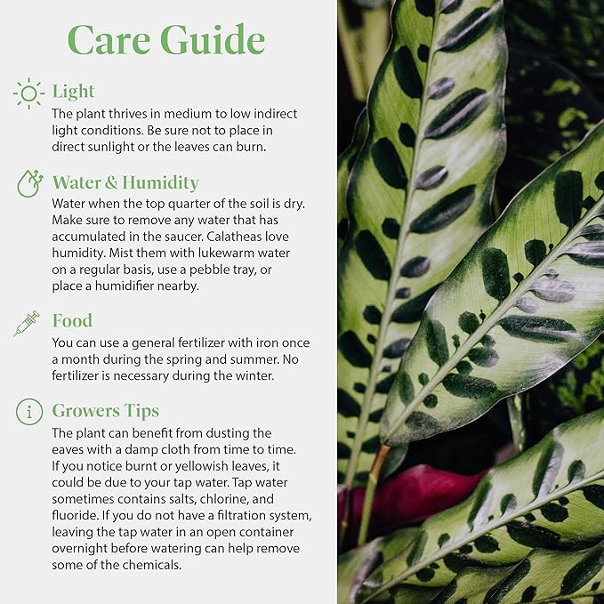 American Plant Exchange Calathea Rattlesnake – 6-Inch with Pot Cover – Live Pet-Friendly Indoor Houseplant with Wavy Green Leaves for Low-Light Homes, Offices, Bedrooms & Shelf Décor