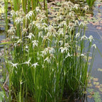 Star Grass, a Great Live Pond Plant for Your Water Garden. Filters koi and Goldfish Ponds. Good for Bogs, Plant Shelf or Shallow Water This marginal Aquatic is a Real Beauty