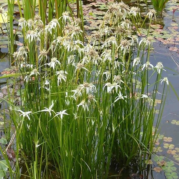 Star Grass, a Great Live Pond Plant for Your Water Garden. Filters koi and Goldfish Ponds. Good for Bogs, Plant Shelf or Shallow Water This marginal Aquatic is a Real Beauty
