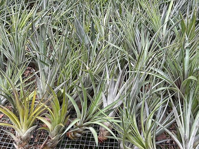 ragnaroc Air Plants - Tillandsia Fasciculata Tricolor, Large 4-6" - 3ct - Live Arrival Guaranteed - House Plants for Home Decor & Gift