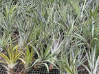 ragnaroc Air Plants - Tillandsia Fasciculata Tricolor, Large 4-6" - 2ct - Live Arrival Guaranteed - House Plants for Home Decor & Gift