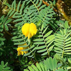 Chalily Giant Sensitive Plant, a Great Live Pond Plant for Your Water Garden. Filters The koi and Goldfish Pond. Good for Bogs, Plant Shelf or Shallow Water This marginal Aquatic is a Real Beauty