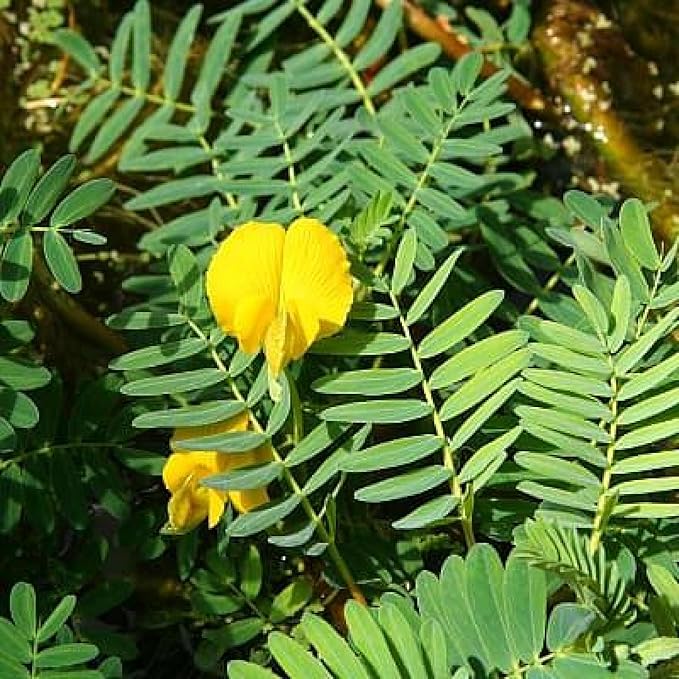 Chalily Giant Sensitive Plant, a Great Live Pond Plant for Your Water Garden. Filters The koi and Goldfish Pond. Good for Bogs, Plant Shelf or Shallow Water This marginal Aquatic is a Real Beauty