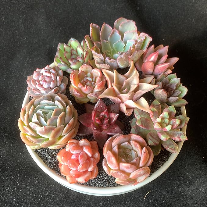 12 Pack Succulents Plants Live, Assorted Mini Succulents Bundle, Easy Care Bare Root Succulent Plants for Indoor Outdoor Decor, Home Office Desk, Terrarium DIY, Gift for Plant Lovers