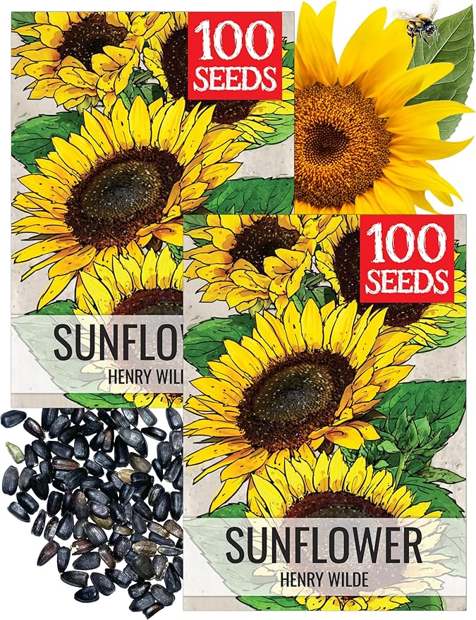 Seed Needs Henry Wilde Sunflower Seeds for Planting - Heirloom & Open Pollinated Cut Flowers - Annual Wildflowers to Grow a Butterfly Garden (2 Packs)