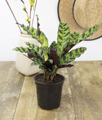 Calathea Plant Live Prayer Plant Live Indoor Plant, Calathea Live Plant Live House Plant Live Plants Indoor, Live Houseplants Live Prayer Plants Live House Plants by Plants for Pets, Black
