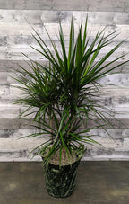 RedCrocus Dragon Tree Dracaena marginata Bush- Indoor & Outdoor Decor, Pet Safe, Easy Care, Elegant Evergreen with Sword-Shaped Leaves, Well-Draining Soil Friendly 10" Pot