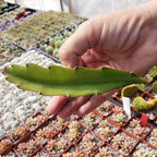 Hylocereus undatus Pitahaya Dragon Fruit Cutting Cacti Cactus Succulent Real Live Plant
