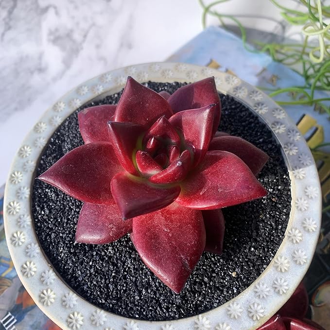 Echeveria Agavoides v Romeo Rubin Big Rare Live Succulent Plants, 1 Head 2-2.5" Bare Root Without Pot & Soil, Garden Indoor Office Desk Baby Shower Decoration, Friend Plant Lovers Gifts