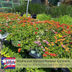 Clovers Garden Lantana Camara Flowers – Two (2) Live Plants Non-GMO Each Plant 4" to 8" Tall – in 4" Inch Pots - Natural Mosquito Garden - Attract Hummingbirds & Butterflies, Assorted Colors