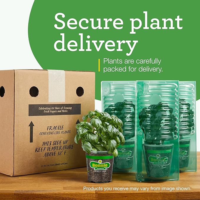 Bonnie Plants Ichiban Eggplant, Live Plant, 1 Gal., 2-Pack