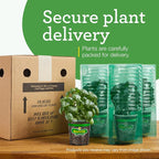 Bonnie Plants Lemon Balm, Live Plants, with Miracle-Gro Pour & Feed Singles Ready-to-Use Plant Food, 4-Pack, Fragrant, Easy-to-Grow, and Great for Container Gardens, 19.3 oz.