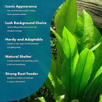 SubstrateSource Amazon Sword Echinodorus Bleheri Live Plant for Freshwater Aquariums, Natural Fish Tank Decorations, and Aquatic Decor (3 Pots (6-9 Plants))