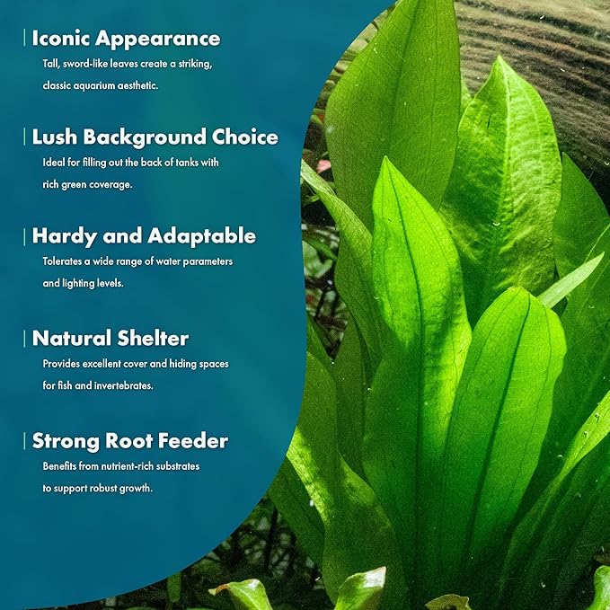 SubstrateSource Amazon Sword Echinodorus Bleheri Live Plant for Freshwater Aquariums, Natural Fish Tank Decorations, and Aquatic Decor (5 Pots (10-15 Plants))