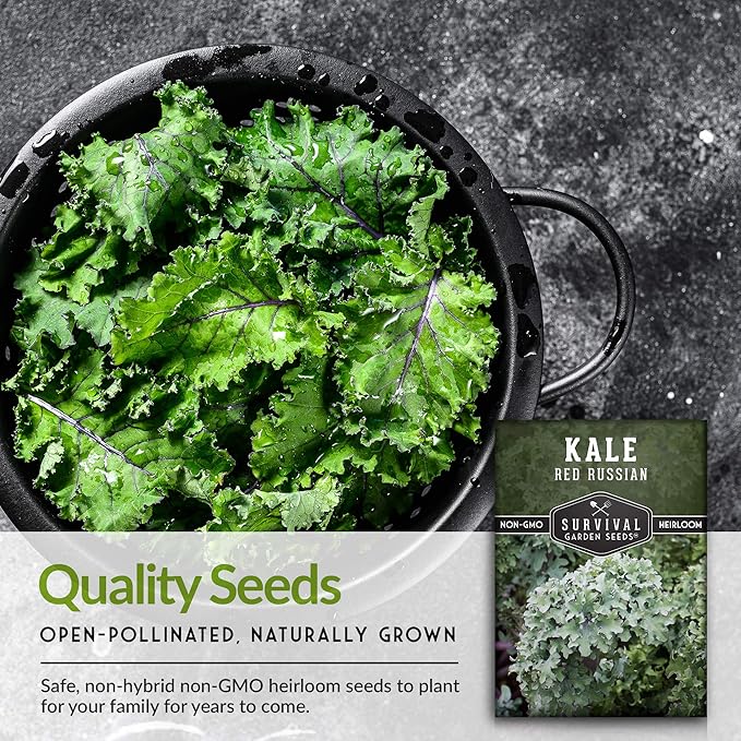 Red Russian Kale Seeds for Planting – Heirloom Red Kale – Cold Hardy for Fall & Spring Gardens – Edible, Frilly Blue-Green Leaves, Purple Stems - Survival Garden Seeds (2 Packs)
