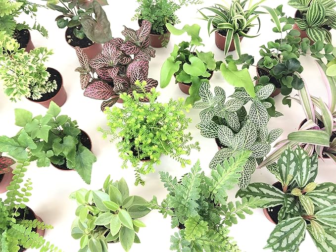 Mini Terrarium Plants (6 Plants) (2" Pots) Fairy Garden Plants Assorted Varieties