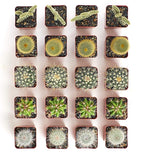 Shop Succulents Premium Live Mini Cactus Plants in Bulk 2" Pots, Easy Care Indoor or Outdoor Gardening, Terrariums, Favors, & Contemporary Spaces with Hardy, Resilient Varieties, Pack of 256