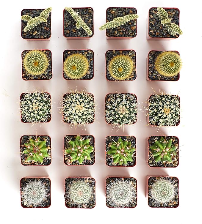 Shop Succulents Premium Live Mini Cactus Plants in Bulk 2" Pots, Easy Care Indoor or Outdoor Gardening, Terrariums, Favors, & Contemporary Spaces with Hardy, Resilient Varieties, Pack of 100
